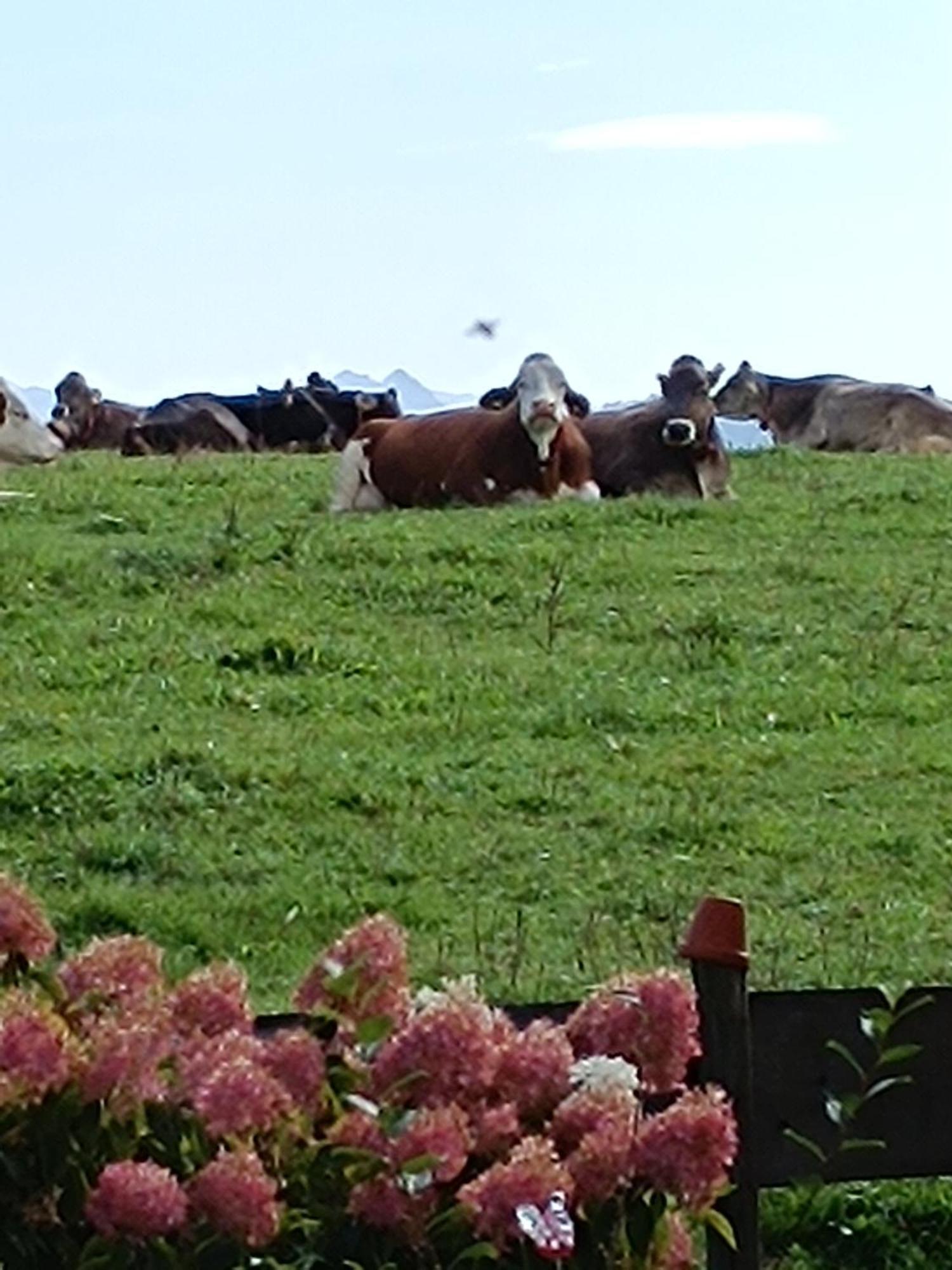 Mayr - Bergblick *