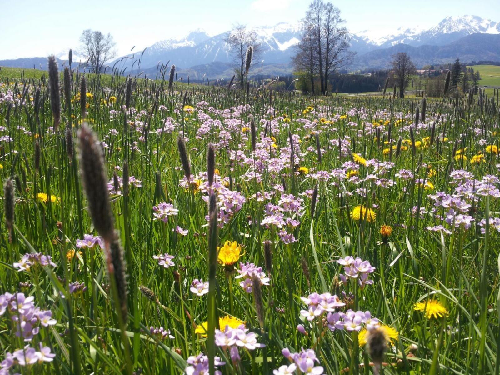 Mayr - Bergblick *